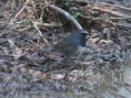 /album/some-overseas-trips/white-tailed-rubythroat-corbett-jpg/
